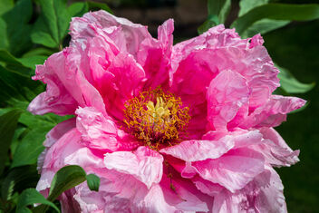 Peony (115/365) - image gratuit #498201